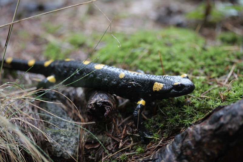 salamandra pezzata
